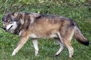 Les Grisons procéderont à d'autres tirs de régulation du loup (image symbolique).